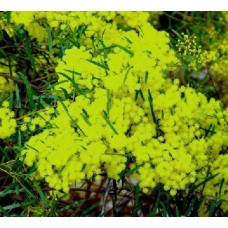 Acacia Fringed Wattle x 1 Plant Weeping Brisbane Yellow Flowering Flowers Native Shrubs Willow Hardy Bird Attracting Hedge Screening fimbriata